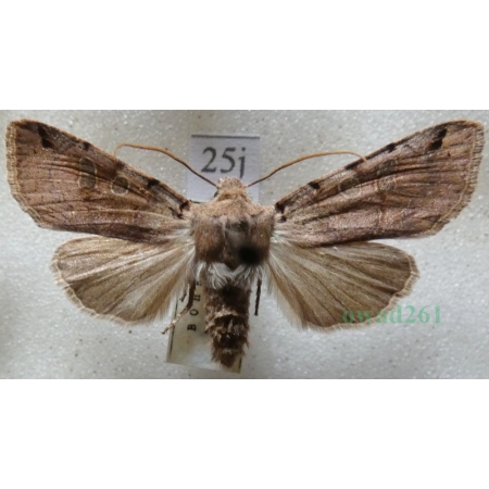Agrochola litura (Linnaeus, 1758) Źrenicówka przecinkówka Czech25j